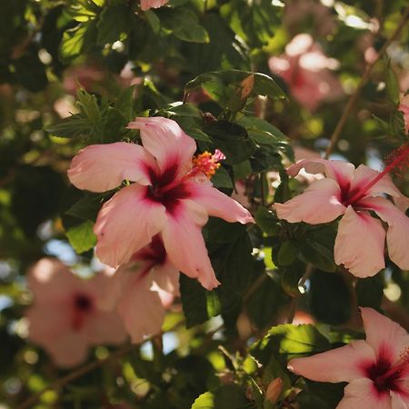 Le Tre Nasse B&B Sant'Andrea  외부 사진